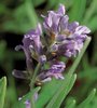 Lavendel: Lila Blüten für den Schlaf